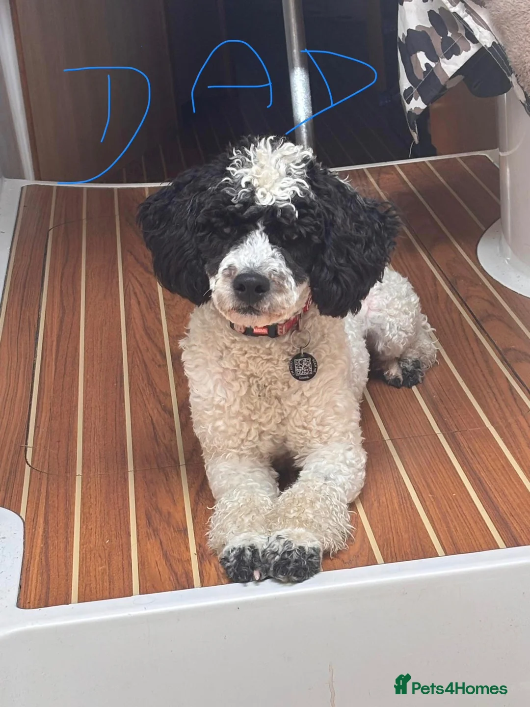 Cockapoo dogs for sale: 🐾 Beautiful F1bb Cockerpoo Puppies 🐾 in Peterborough - Advert 13