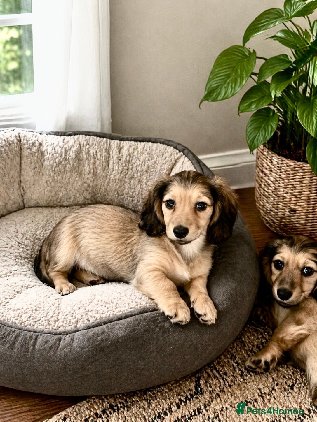 Miniature Dachshund dogs Cream & Shaded Cream KC Mini Dachshunds  - Advert 2