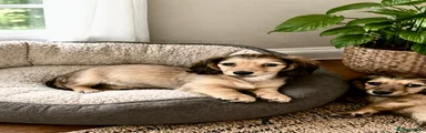 Miniature Dachshund Puppy 2