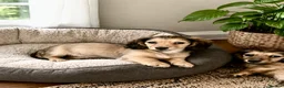 Miniature Dachshund dogs for sale: Long Haired Cream/Shaded Cream KC Mini Dachshunds  - Advert 16