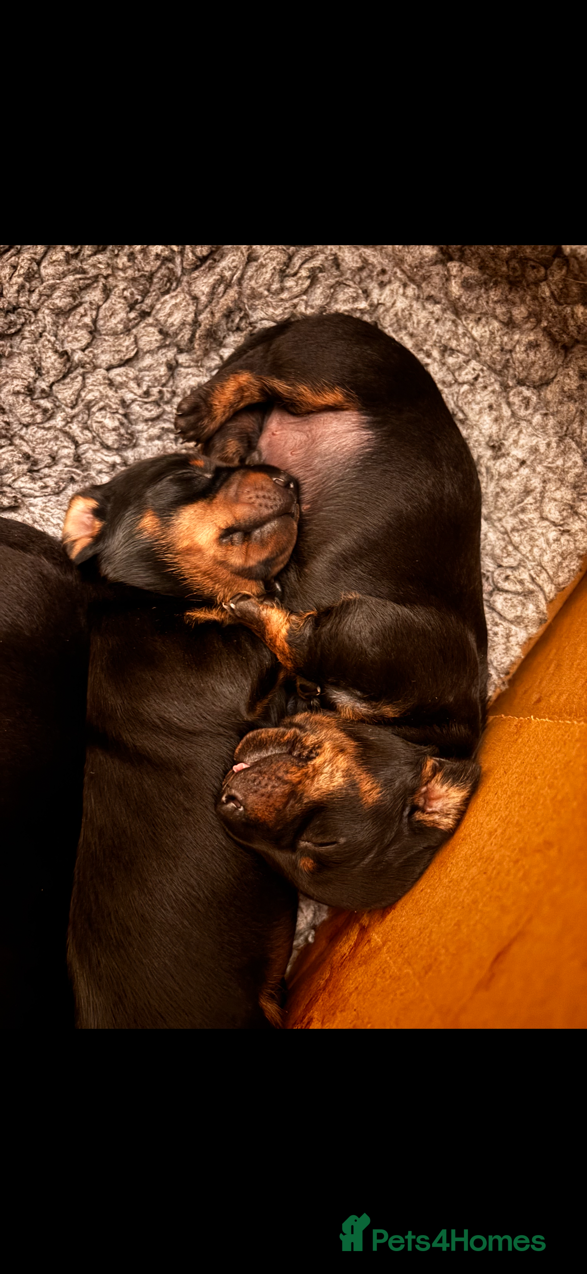 Miniature Dachshund dogs Superb 5 generation KC pedigree Mini Dachshunds 🐶 - Advert 17