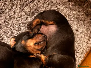 Miniature Dachshund dogs Superb 5 generation KC pedigree Mini Dachshunds 🐶 - Advert 7