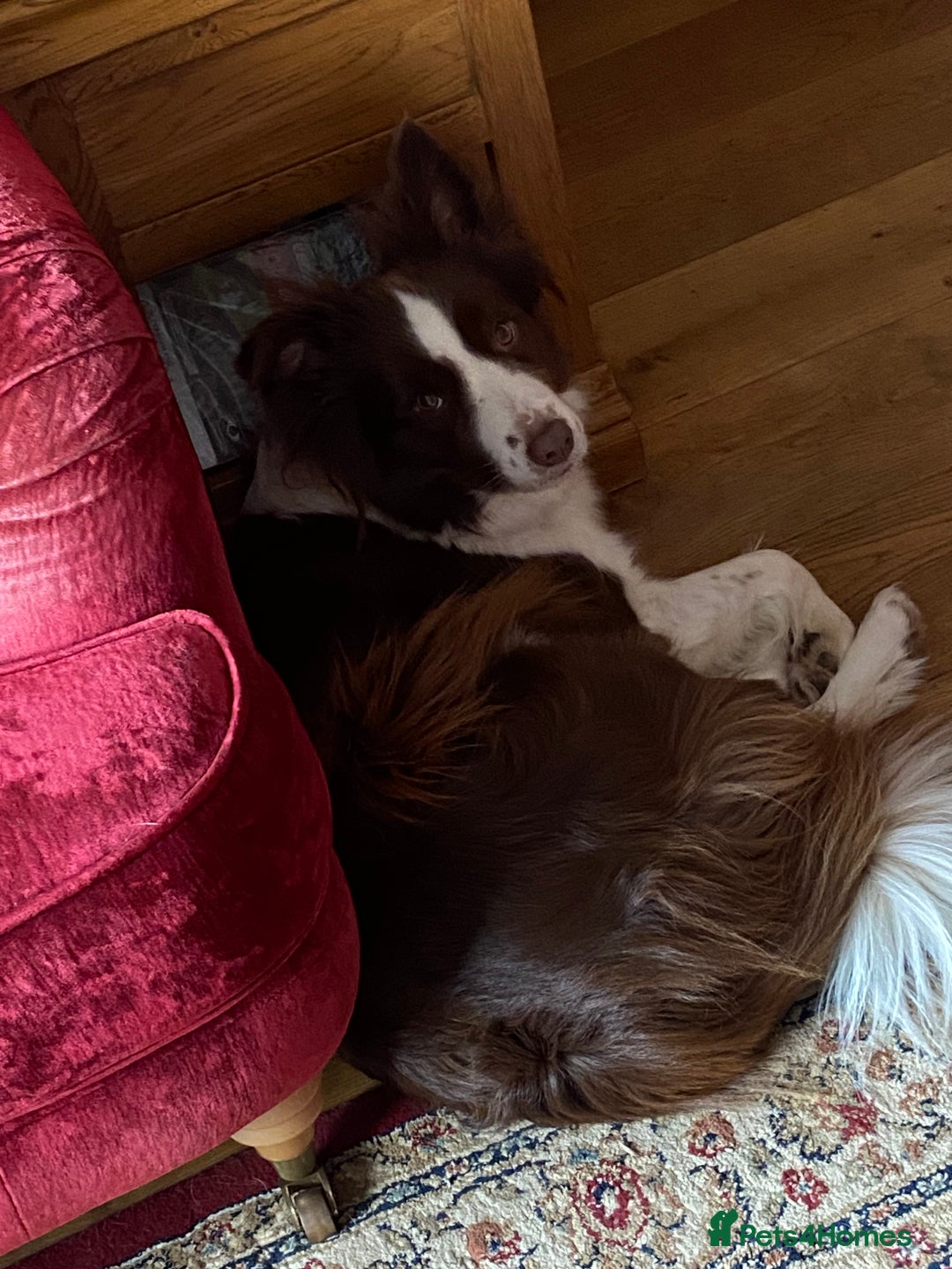 Border Collie dogs for sale: Aarontinas Purple Pluto - Advert 3