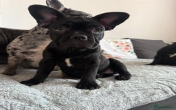French Bulldog dogs for sale: French Bulldog Puppies 3 Months Old Girl and Boy  - Image 6