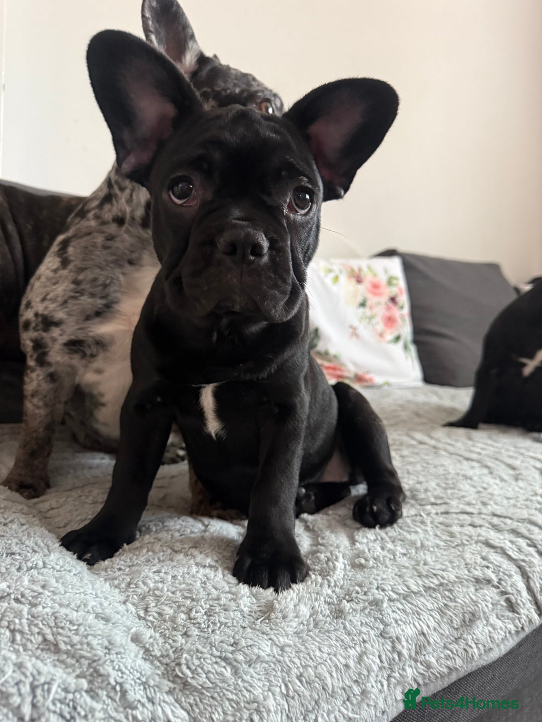 French Bulldog dogs for sale: French Bulldog Puppies 3 Months Old Girl and Boy  - Image 6