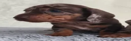 Miniature Dachshund dogs for sale: Super small miniature dachshund kc - Advert 27