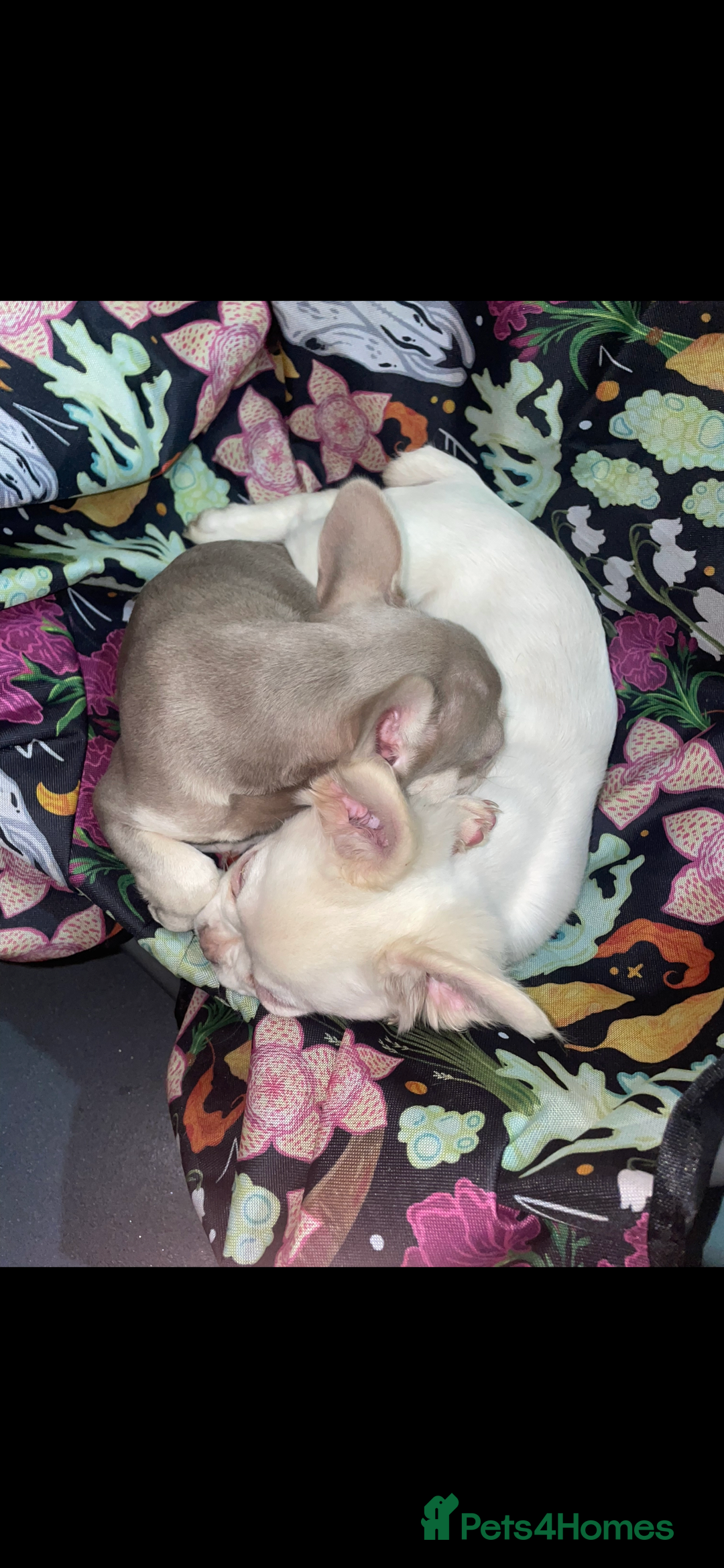 French Bulldog dogs for sale: 🐾 7 of the most Loving French Bulldogs 🐾🐶🩷 - Image 17