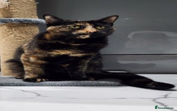 British Shorthair cats for sale: Gin & Tonic  - Image 11