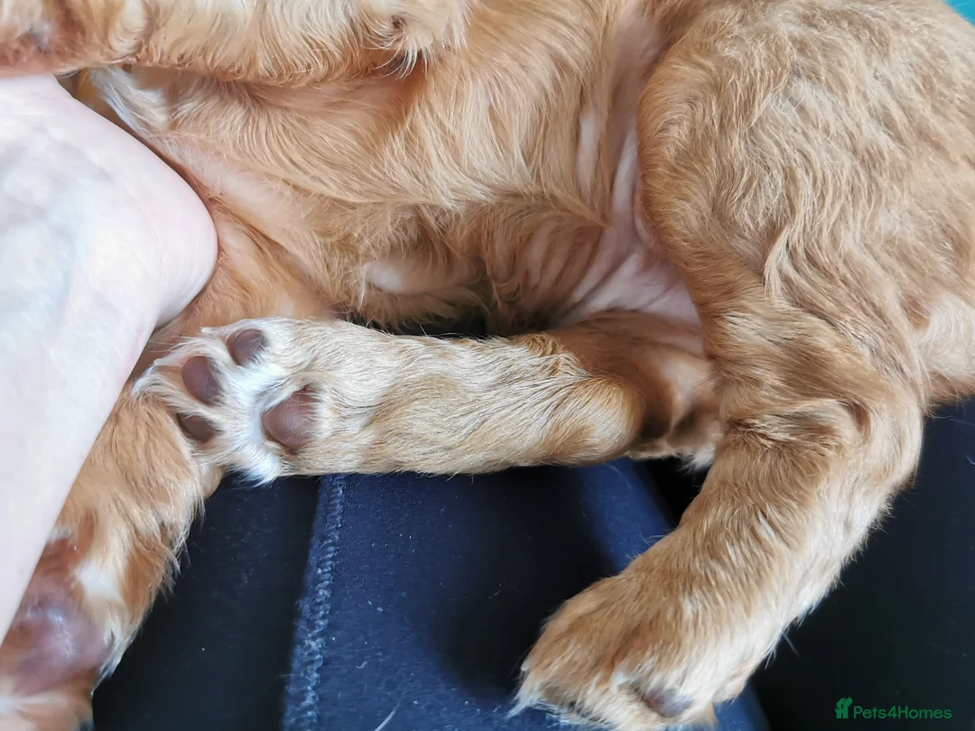 Cocker Spaniel dogs for sale: FTCH Pedigree Working Cocker Spaniels  - Advert 19