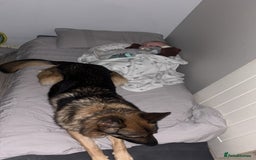 German Shepherd dogs for stud: West German working line for studying  - Image 4