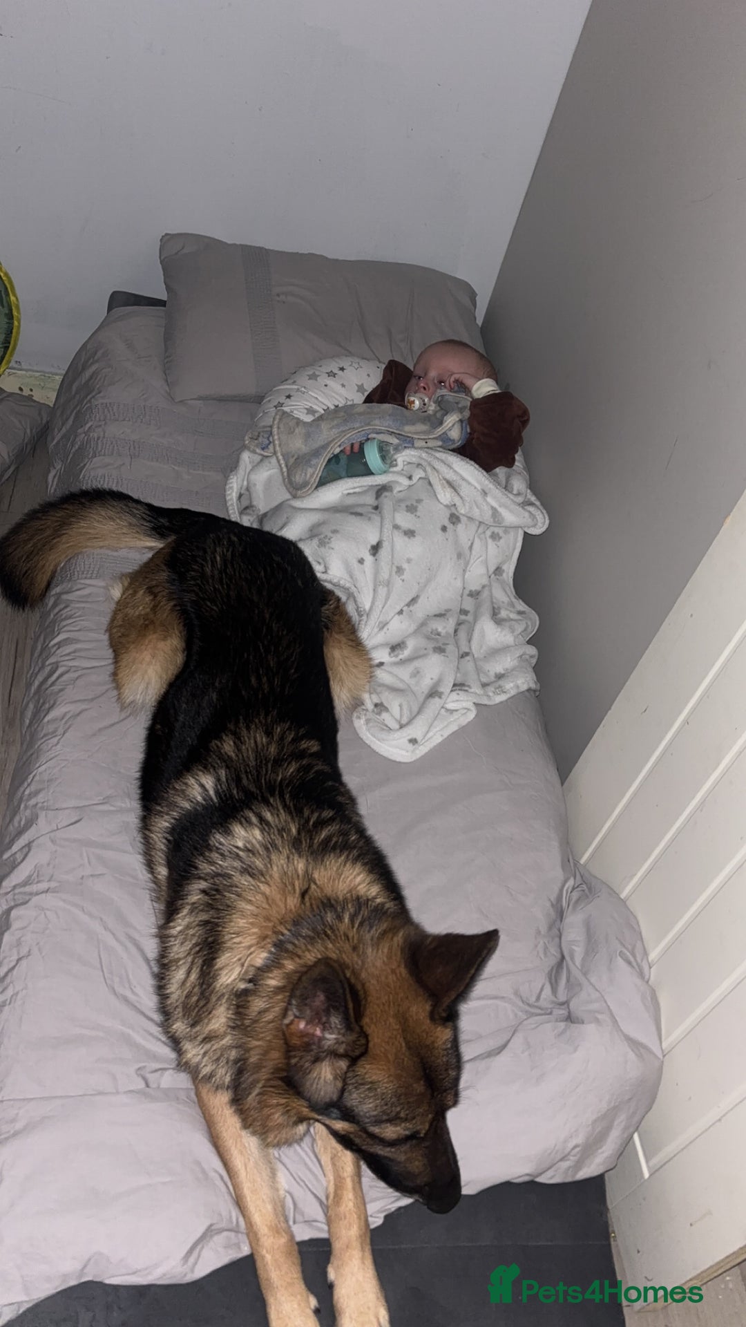 German Shepherd dogs for stud: West German working line for studying  - Image 4