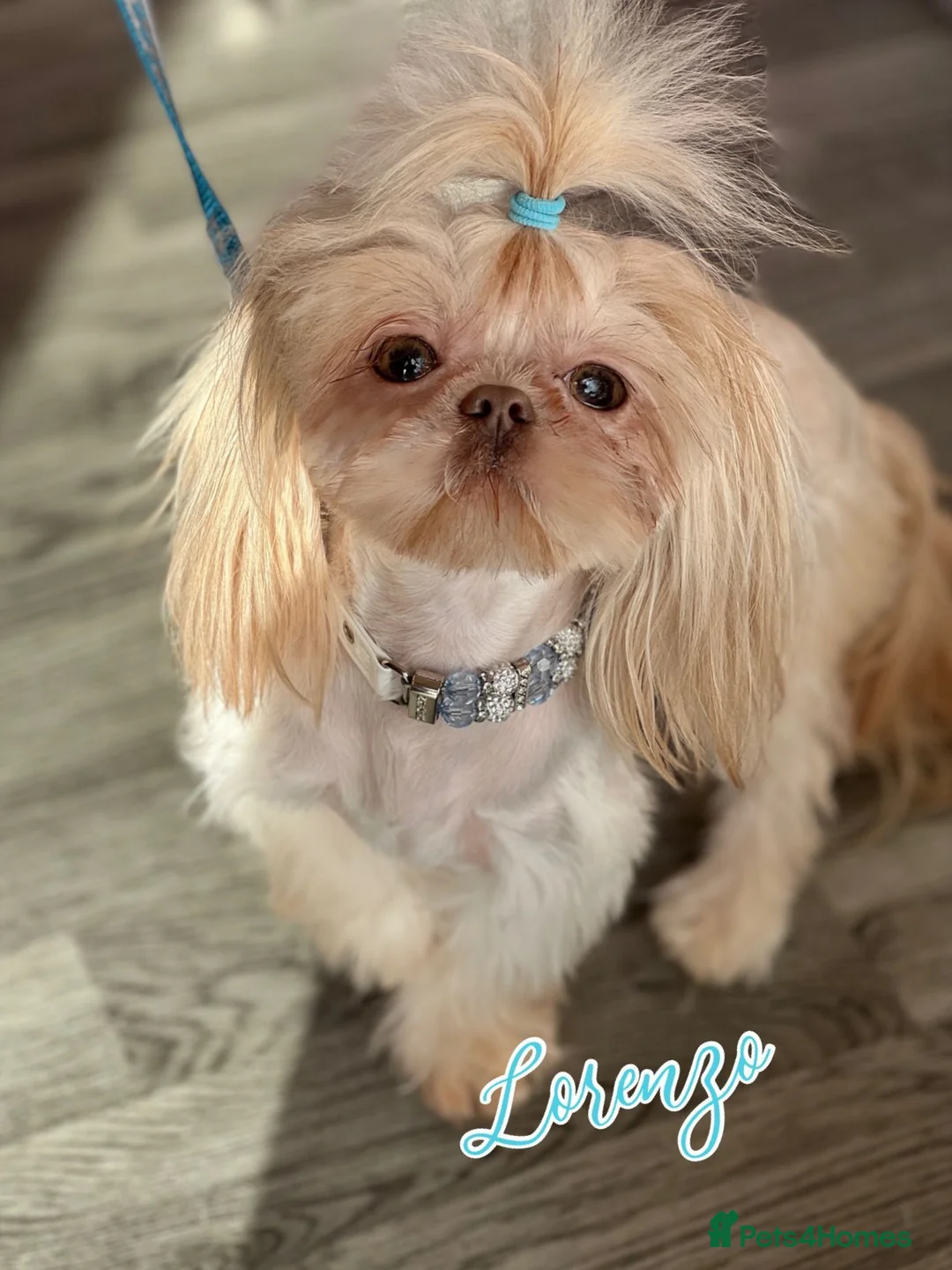 Shih Tzu dogs for stud: LAVENDER Tiniest lavender stud in Wales  in Cardiff - Advert 7