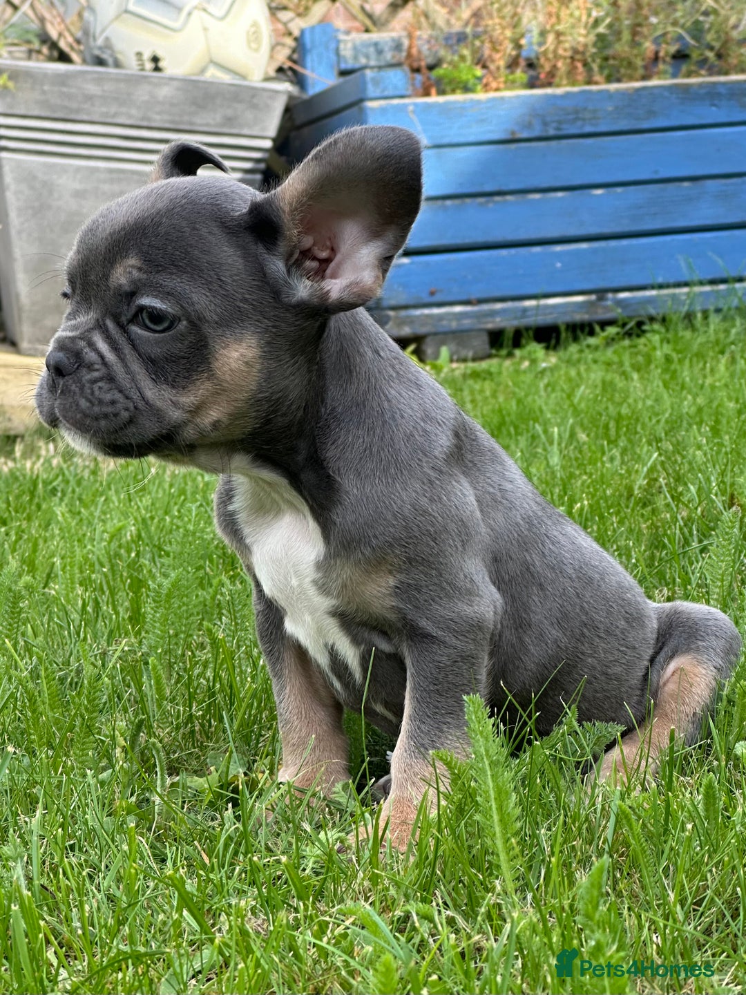 French Bulldog dogs for sale: French bulldog pup visual wire hair - Image 4