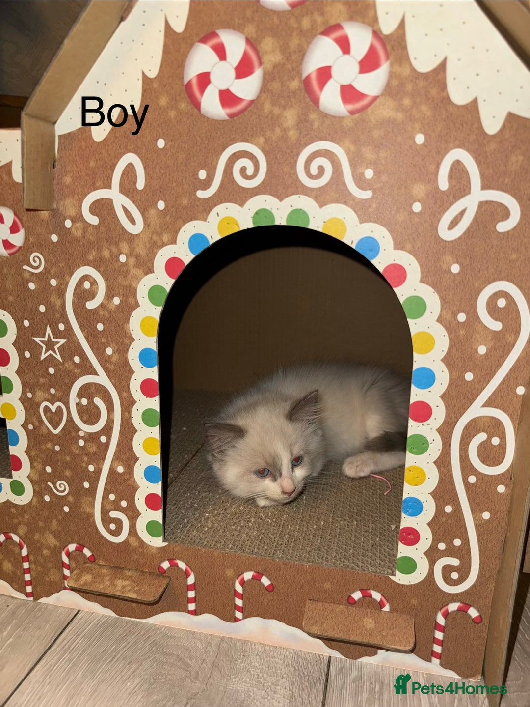 Ragdoll cats for sale: 3 Ragdoll Kittens. Ready Now.  - Advert 4