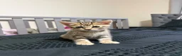 Bengal cats for sale: Bengal Mix kittens 🐱  in Hinckley - Advert 8