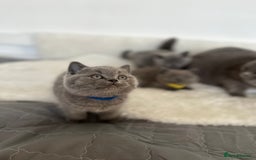 British Shorthair cats for sale: 💎  CHAMPION LINES BSH BLUE  💎 - Advert 16