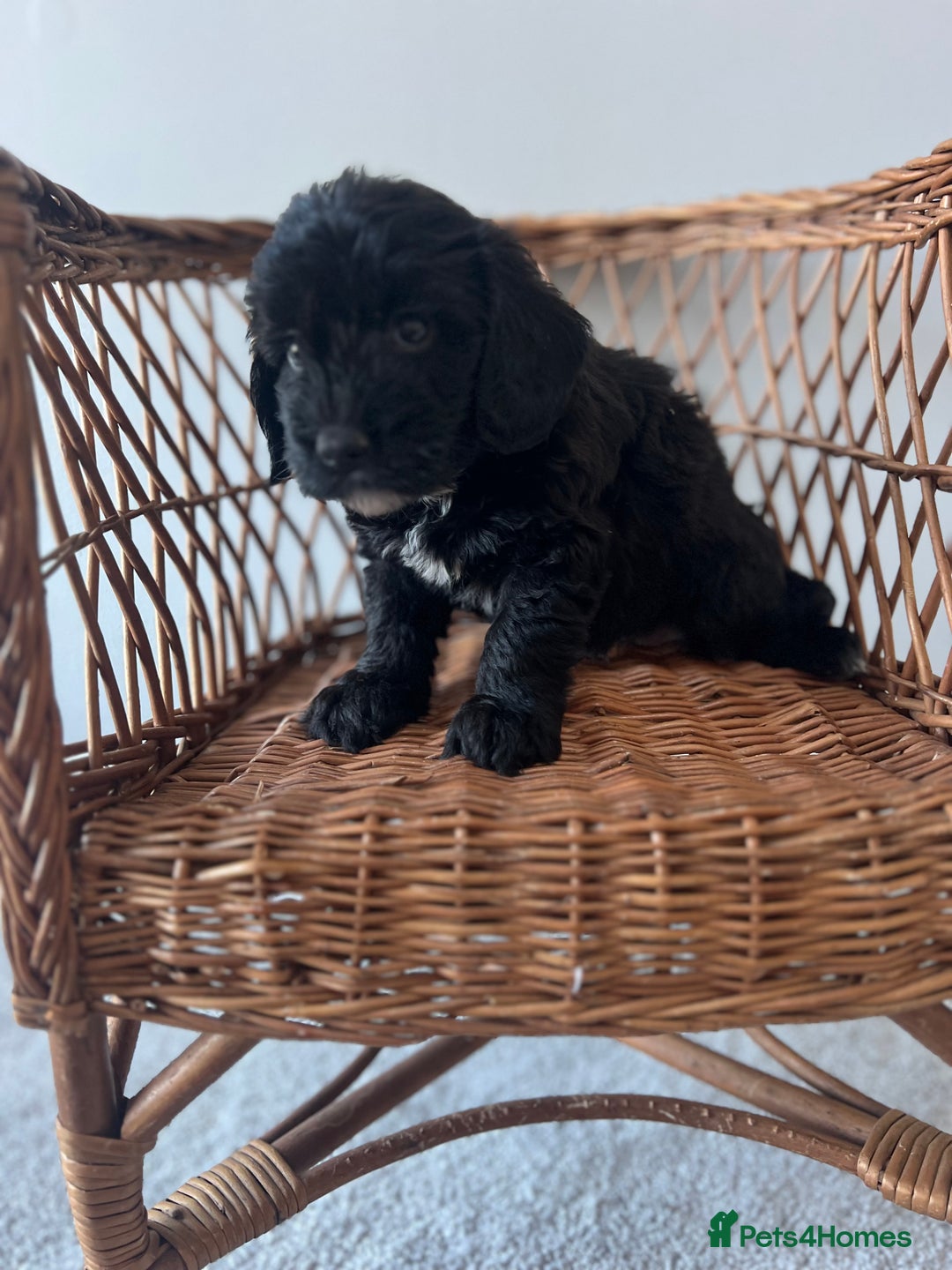 Cockapoo dogs for sale: Cockapoos ready from 10th of November  - Image 7