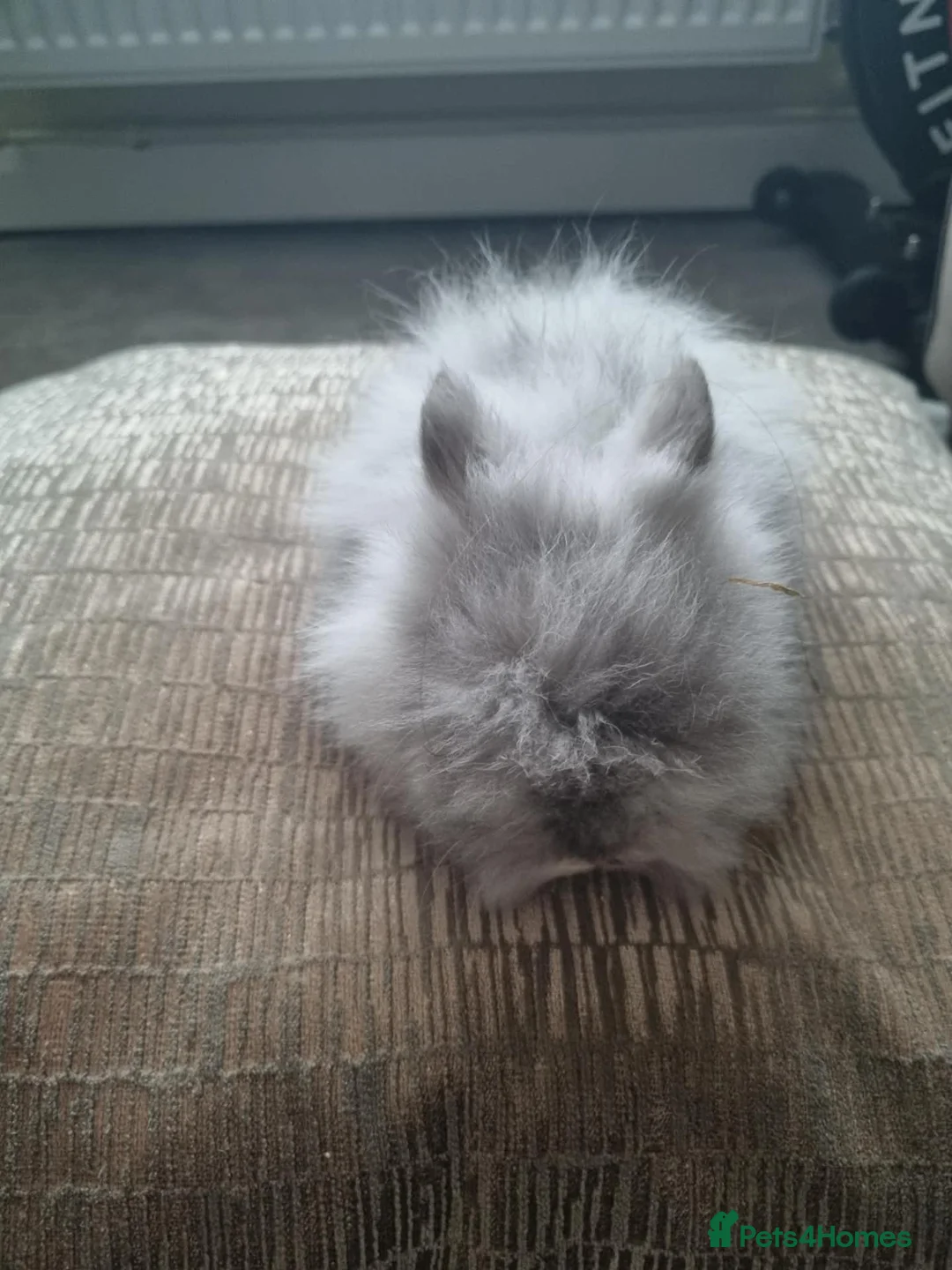 Lionhead rabbits for sale: Fluffy lionhead rabbits  - Advert 7