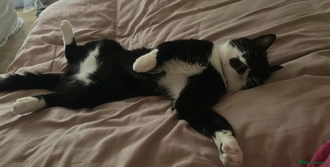 American Shorthair cats for sale: Tuxedo male cat  in London - Advert 4