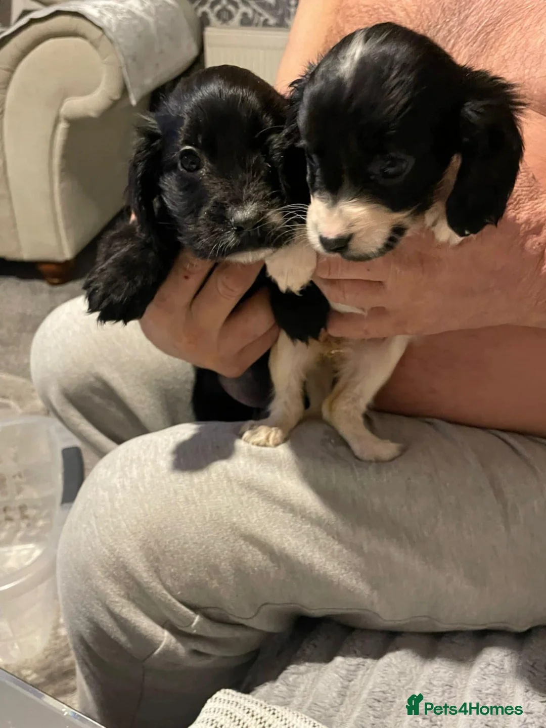 Cocker Spaniel dogs for sale: A beautiful litter of cocker spaniels  - Advert 9