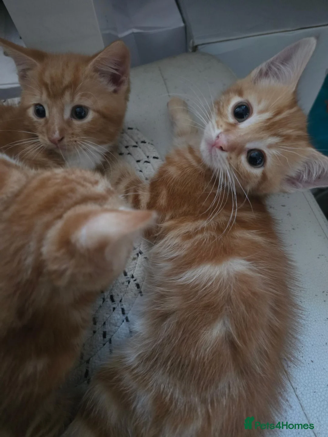 British Shorthair cats for sale: 4 kittens Ginger & Tabby Ready for new Homes - Advert 5