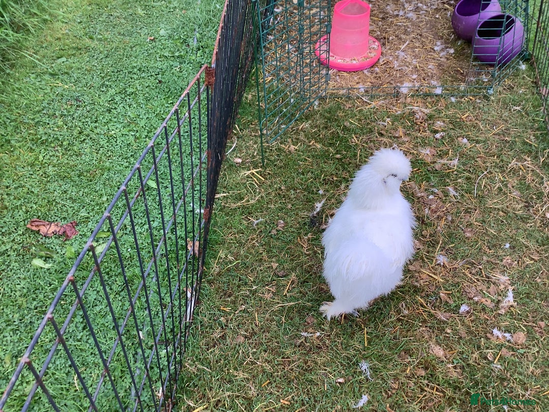 Chickens poultry for sale: Silkie - Image 3