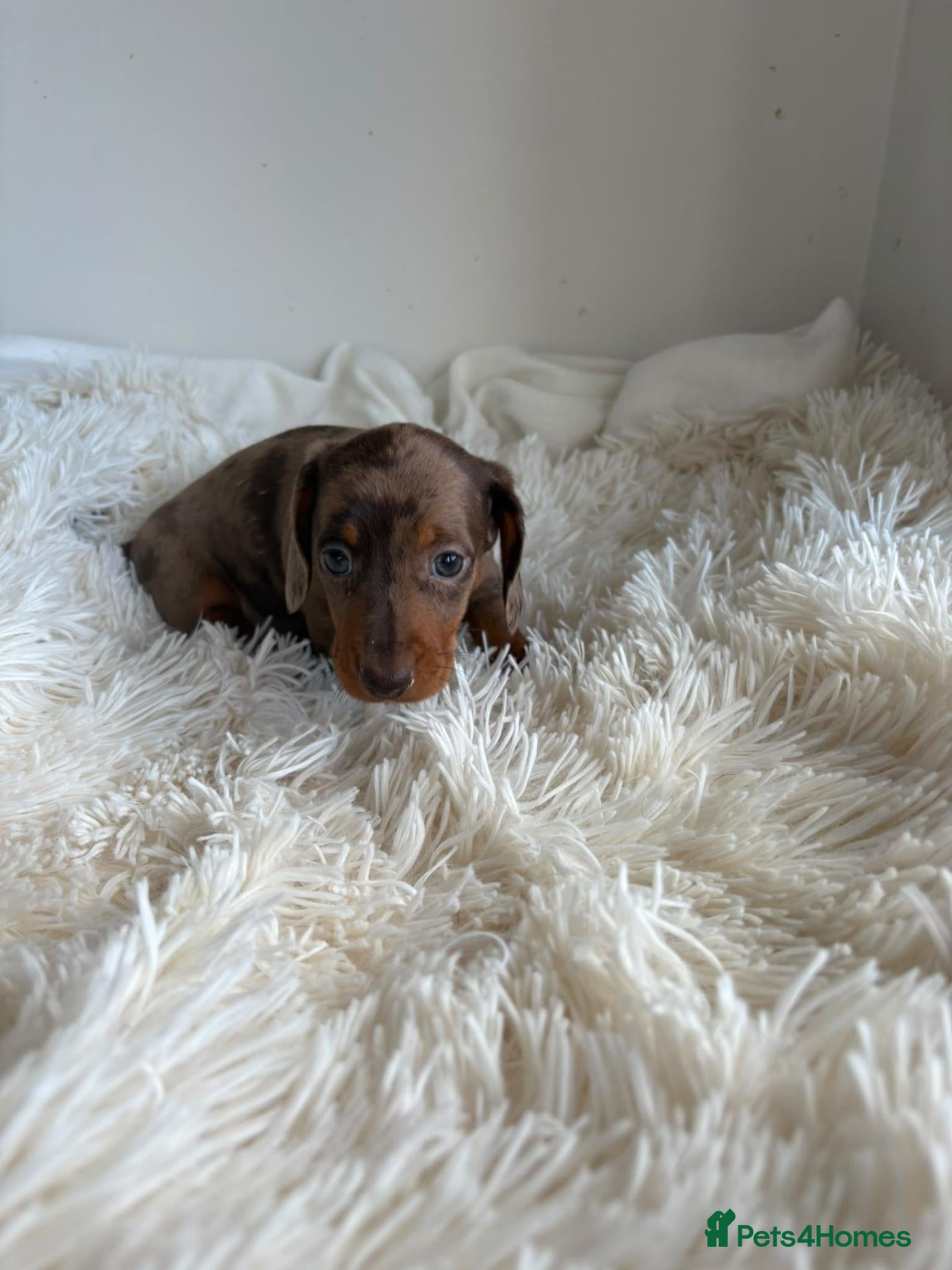 Miniature Dachshund dogs KC registered minture dashounds  - Advert 2