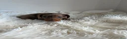 Miniature Dachshund dogs for sale: KC registered minture dashounds  - Advert 2
