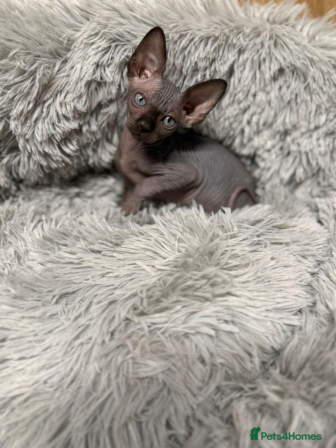 Sphynx cats for sale: TICA Reg Sphynx Kittens, Extensive Genetic Testing - Advert 13