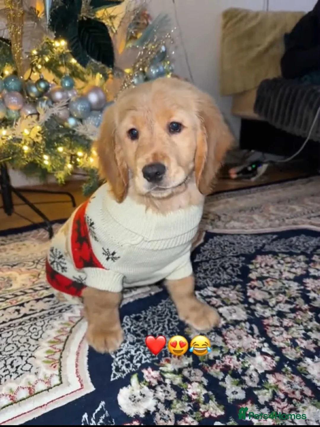 Golden Retriever dogs for sale: Golden retriever - Advert 5