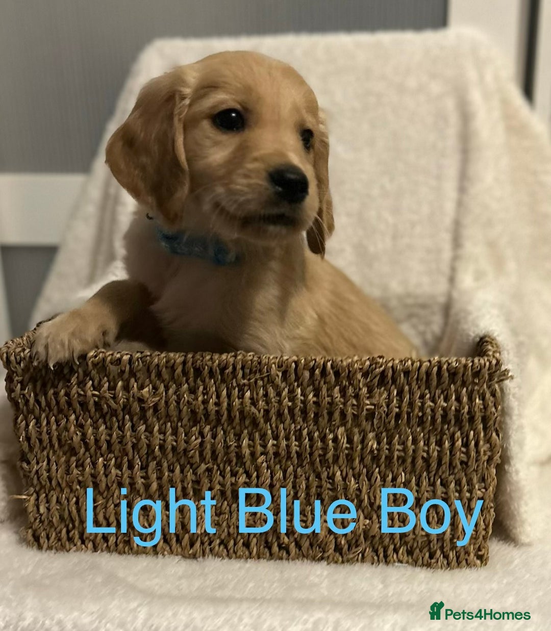 Golden Retriever dogs for sale: 2 Handsome Golden Retriever Boys - Advert 4