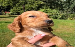 Cocker Spaniel dogs for sale:  *ONLY 1 LEFT* BLACK & TAN KC COCKER DOG  - Image 6