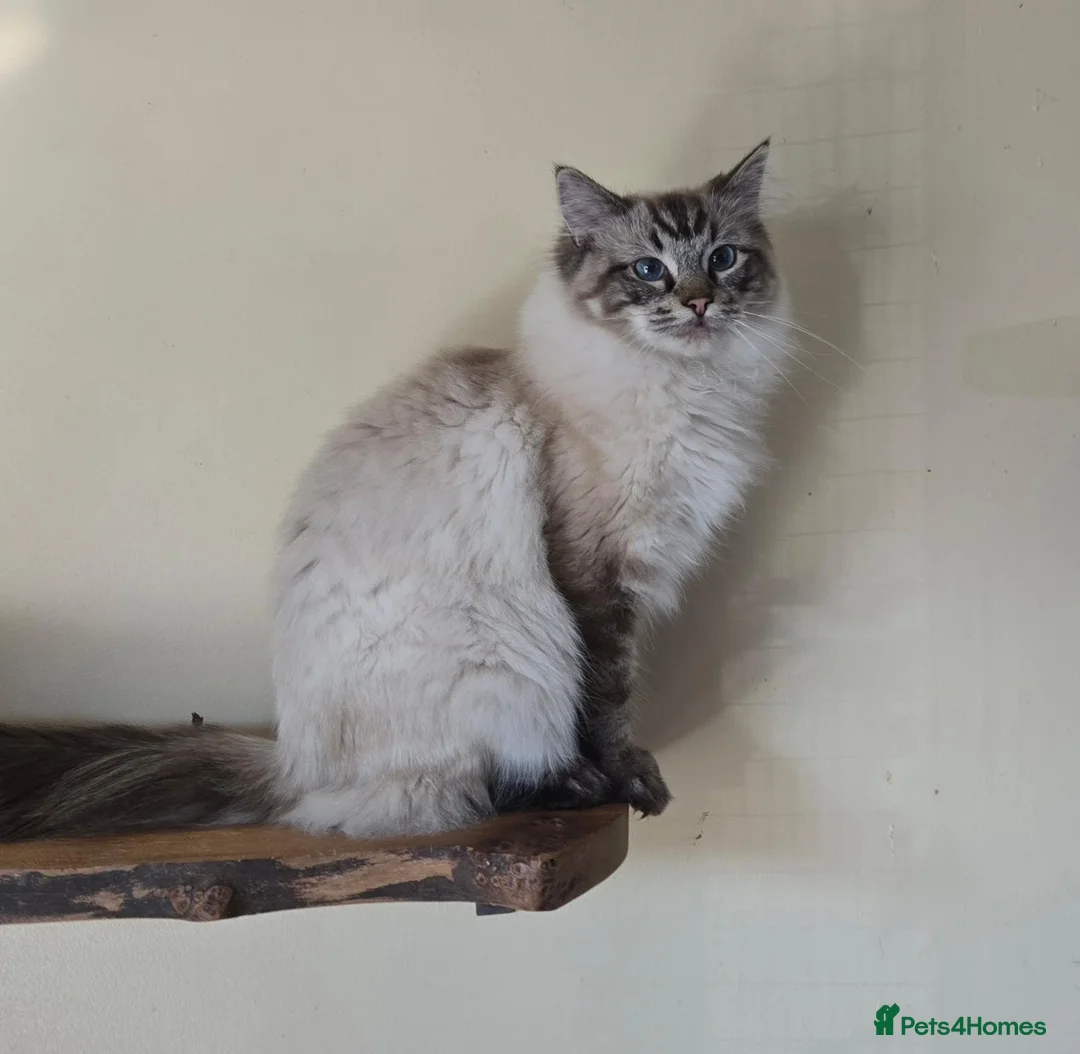 Ragdoll cats for sale: Seal and Blue Tabby female Ragdolls - Advert 8