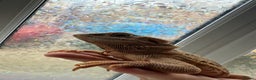 Bearded Dragon reptiles for sale: Hypo trans leatherback female (proven breeder) - Advert 3