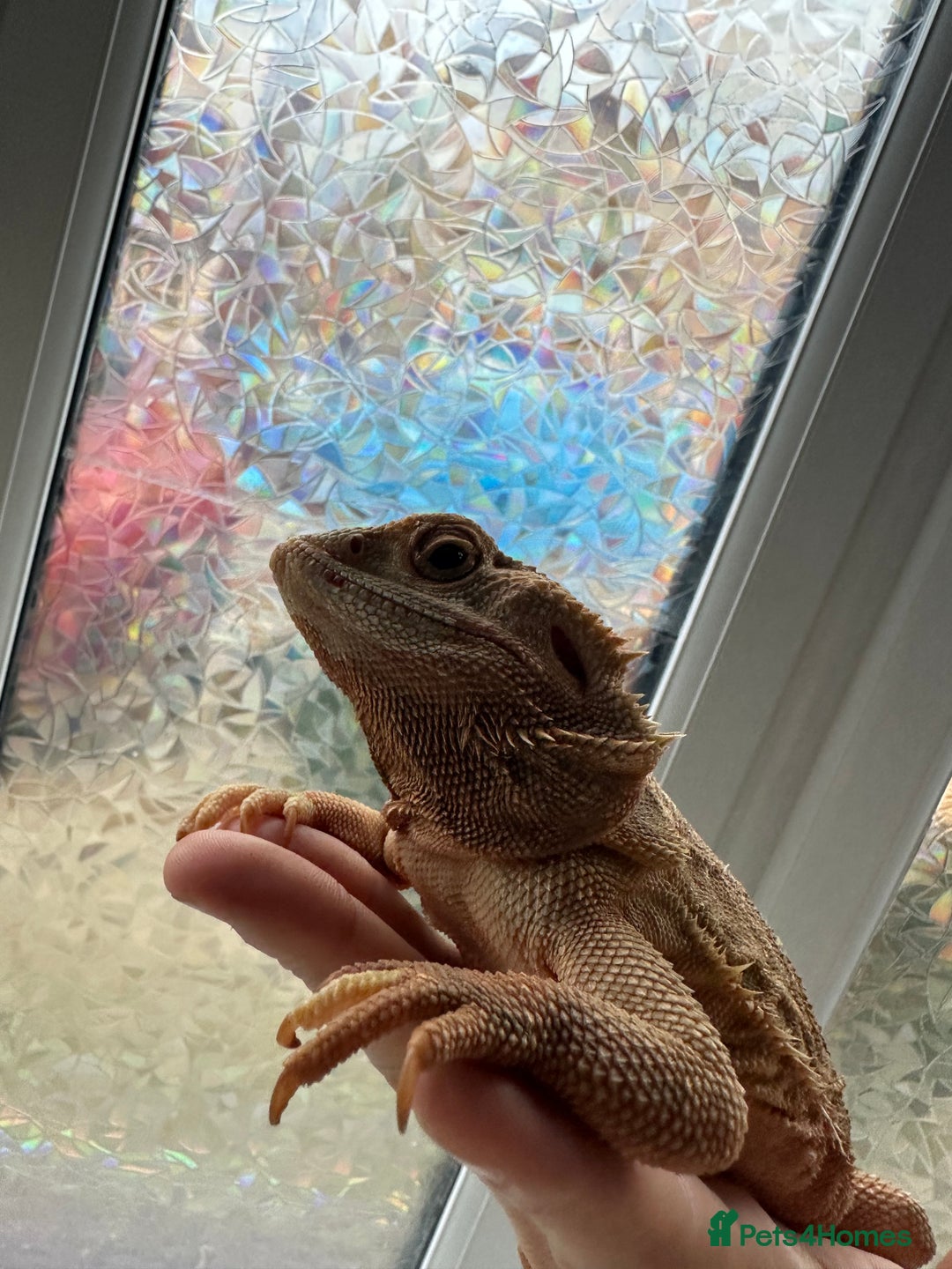 Bearded Dragon reptiles for sale: Hypo trans leatherback female (proven breeder) - Advert 3