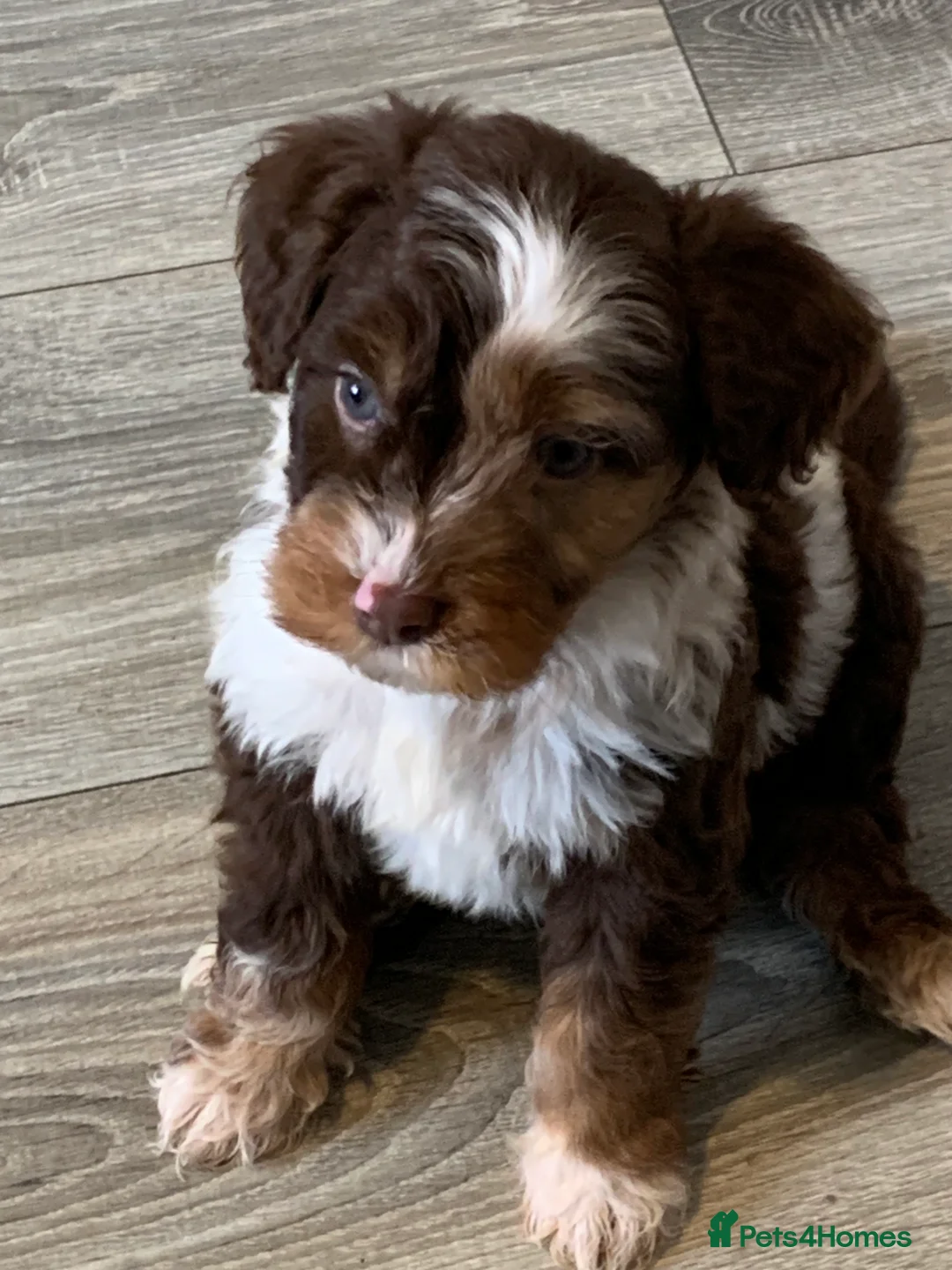 Cockapoo dogs for sale: Healthy toy poodle companions  - Advert 1