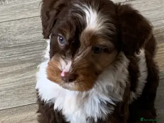 Cockapoo dogs Healthy toy poodle companions - Advert 4