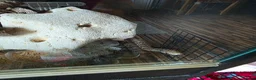 Corn Snake reptiles for sale: 2 cornsnakes looking for new homes - Advert 5