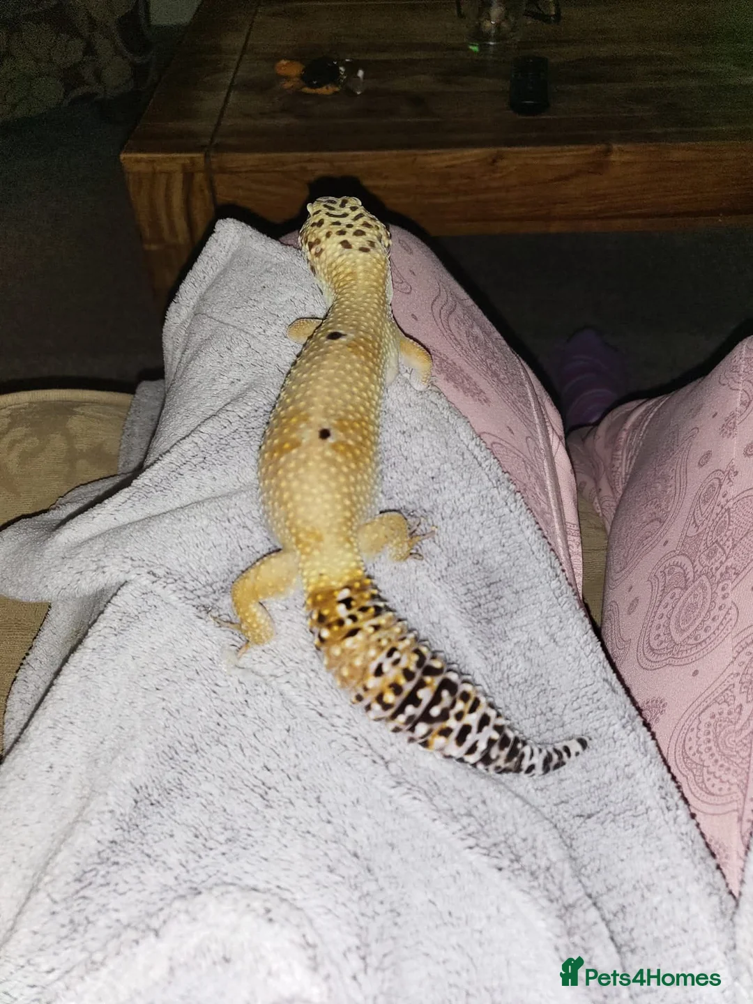 Leopard Gecko reptiles for sale: Leopard Gecko free for adoption. in Stratford-upon-Avon - Advert 1