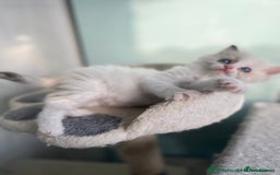 Ragdoll cats for sale: Tortie, Lynx, Chimera pure ragdoll girls - Image 24