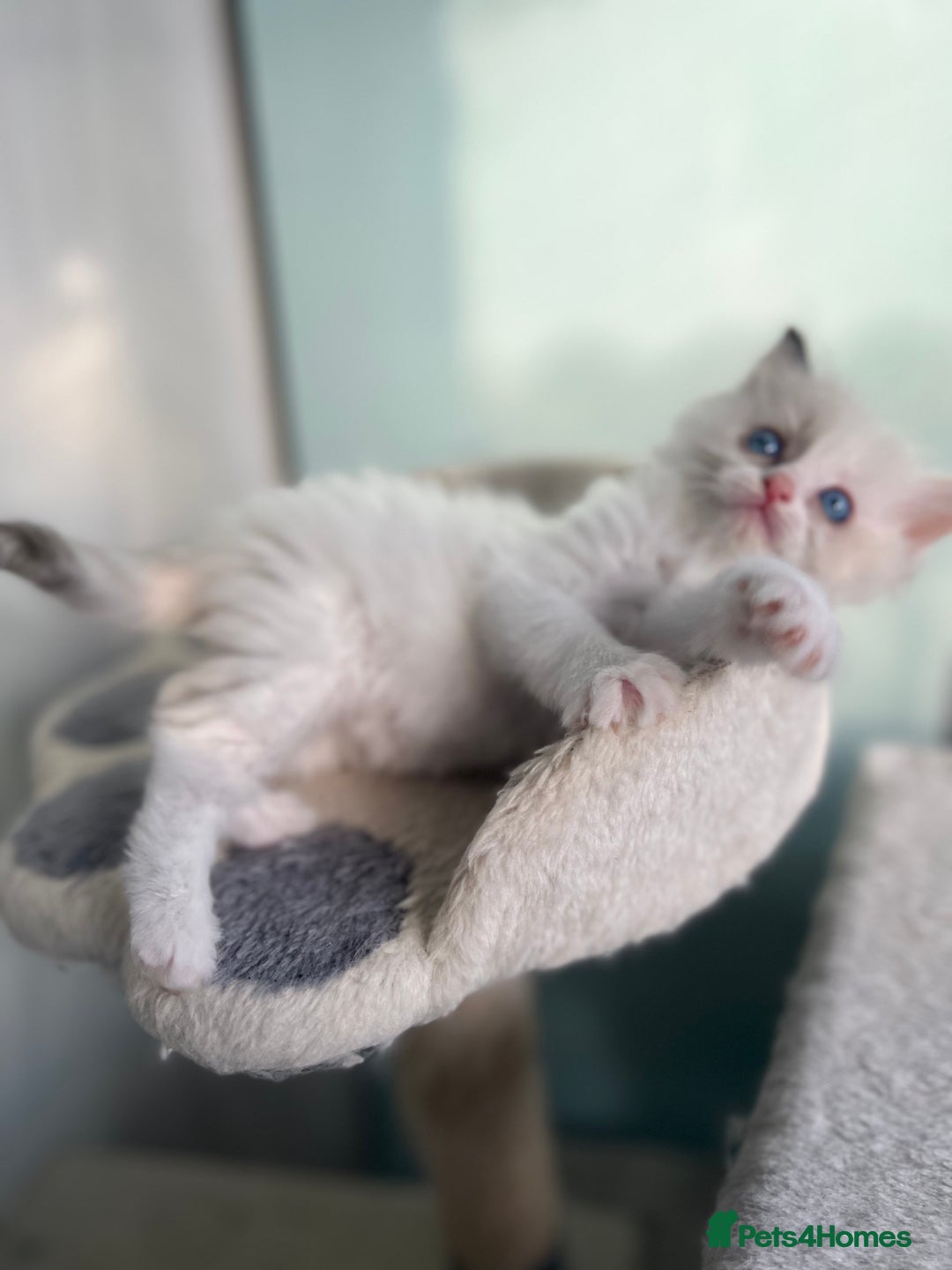 Ragdoll cats for sale: Tortie, Lynx, Chimera pure ragdoll girls - Image 24