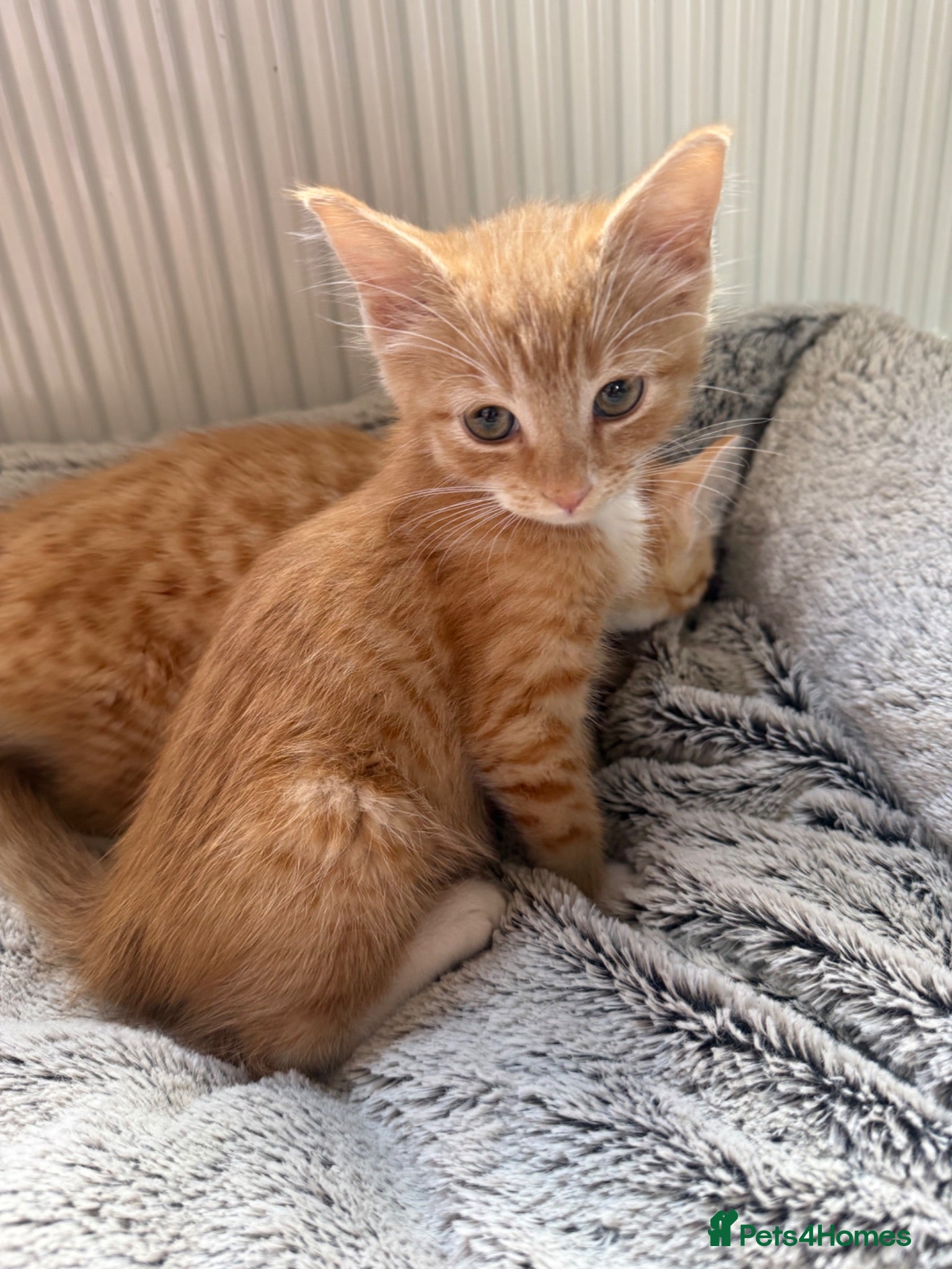 Mixed Breed cats ABSOLUTELY STUNNING GINGER GIRL KITTENS - Advert 1