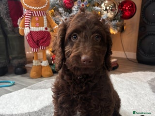 Cockapoo dogs Gorgeous litter of cockapoo puppies - Advert 7
