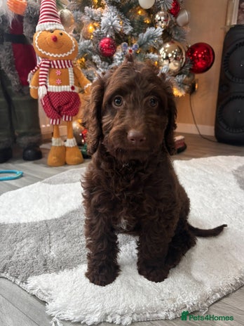 Cockapoo dogs Gorgeous litter of cockapoo puppies - Advert 2