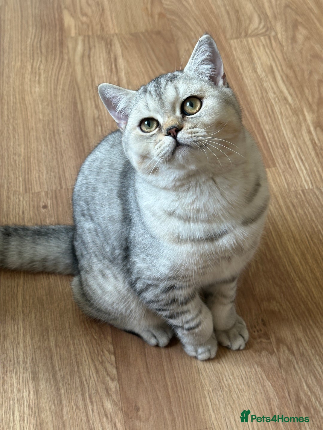 British Shorthair cats for sale: Gorgeous British Longhair & Shorthair Kittens - Advert 33