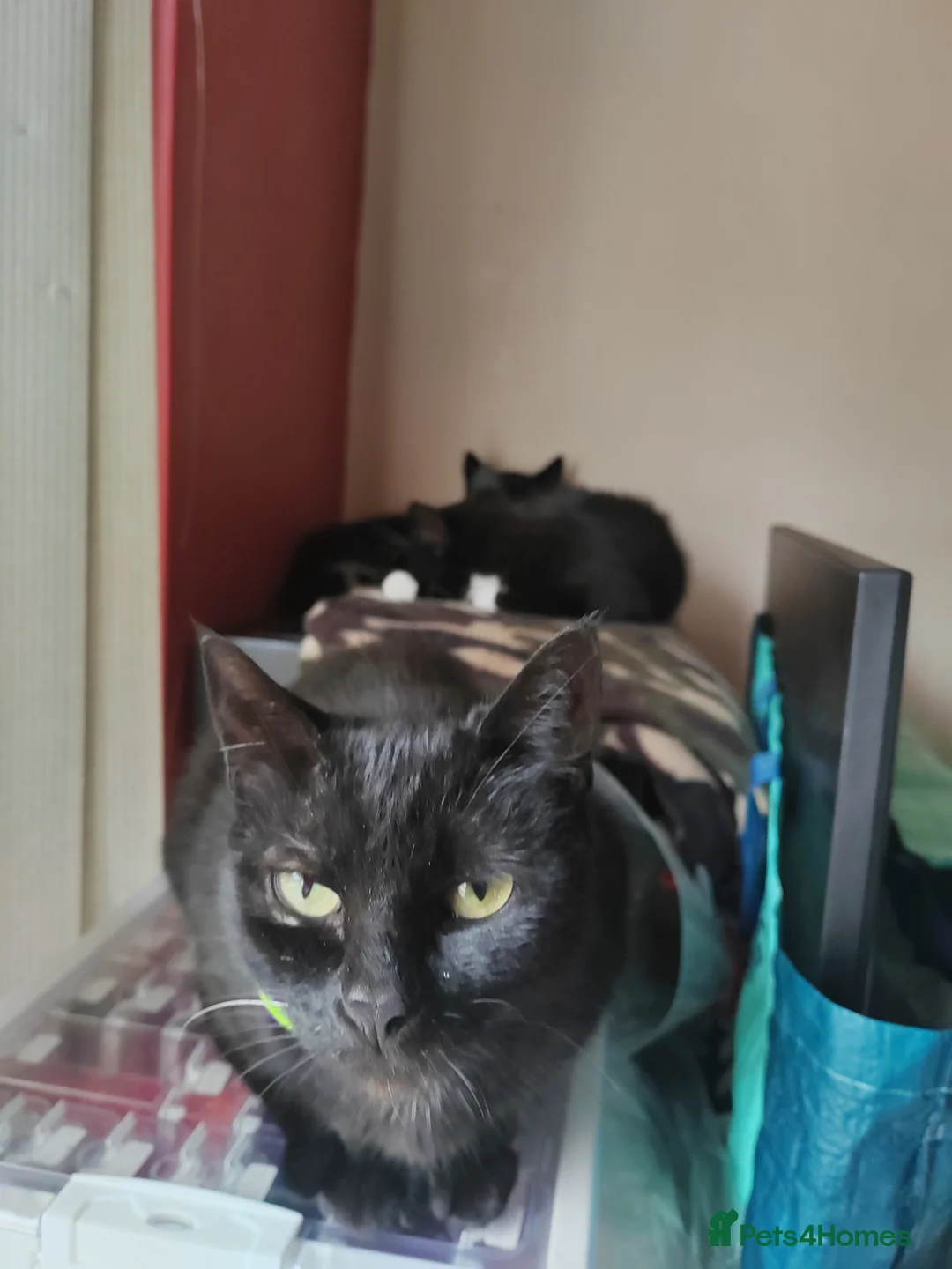 Mixed Breed cats for sale: 2 kittens  - Advert 1