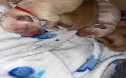 Golden Retriever dogs for sale: Pure bred Golden Retriever puppies - Image 26