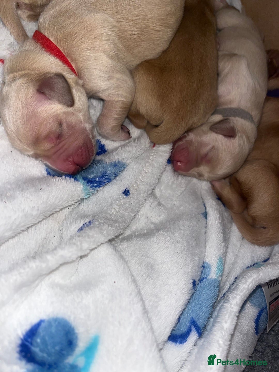 Golden Retriever dogs for sale: Pure bred Golden Retriever puppies - Image 26