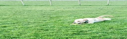 Labrador Retriever dogs for sale: RONNIE - Advert 11