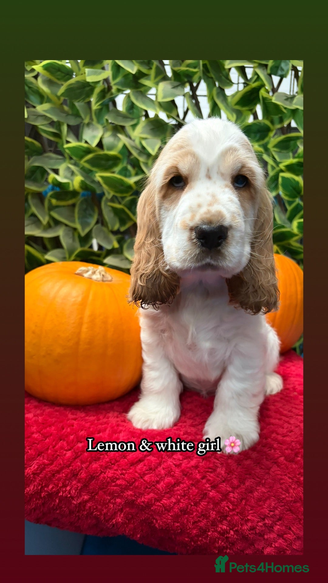 Cocker Spaniel dogs 🏆 Award Winning 🏆 - Advert 4